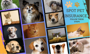 Read more about the article How to Cancel Spot Pet Insurance easily and smoothly: A comprehensive guide